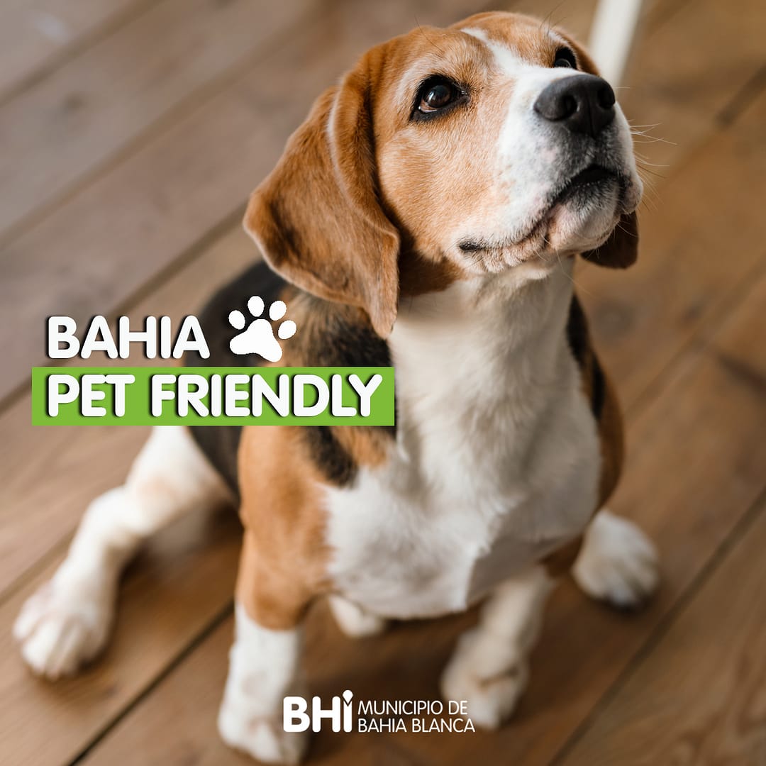 Bahía Pet Friendly: El Municipio abrió la convocatoria a gastronómicos