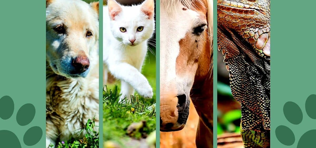 29 de Abril: “Cuidado y respeto por los animales en su día, y siempre”