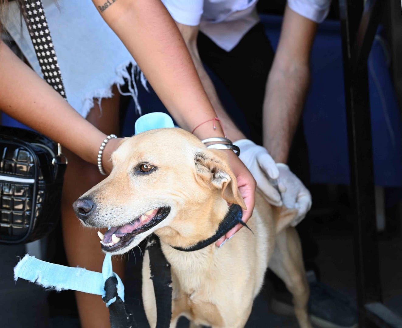 Se vacunaron contra la rabia a más de 390 animales en tres jornadas extraordinarias