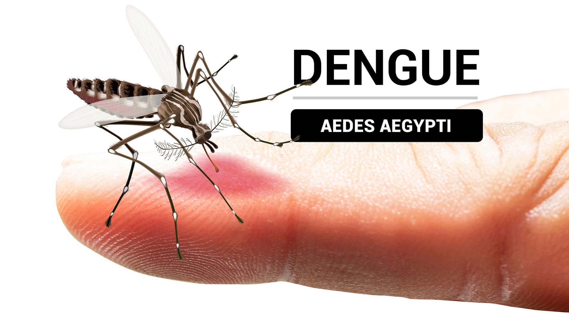 Medidas sobre la prevención del Dengue