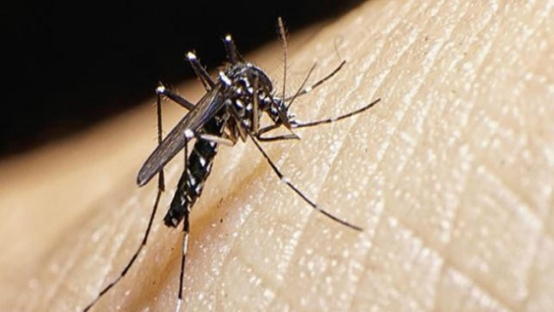 Sin mosquito no hay Dengue: recomendaciones e información para tener en cuenta