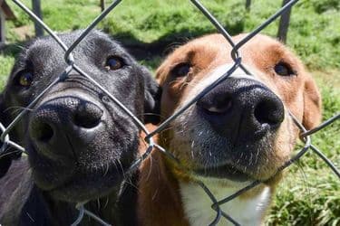 Crearon la primera plataforma para adoptar animales del país