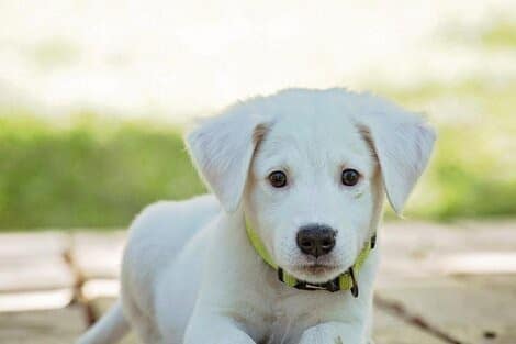 Por qué se celebra el Día Nacional del Perro cada 2 de junio