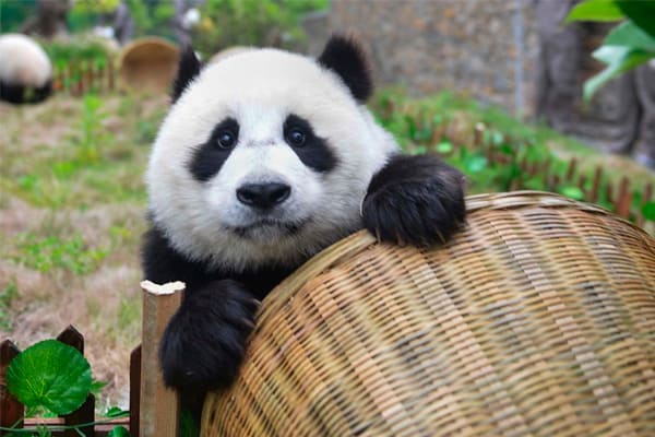 China: encontraron restos fósiles de pandas gigantes