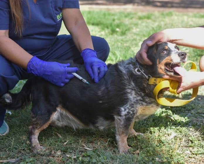 Próximas campañas de vacunación antirrábica