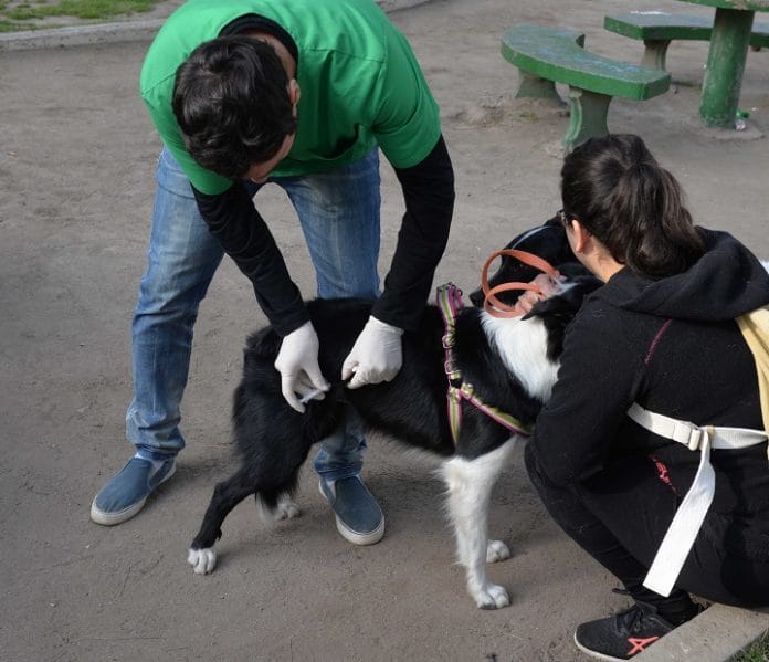 Atención a mascotas: vacunación antirrábica y móviles de castración