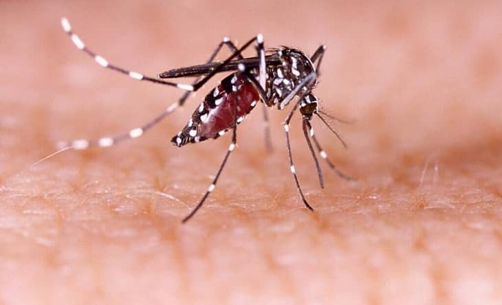 Prevención del Dengue en la ciudad