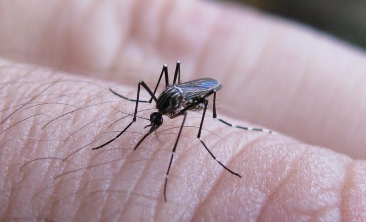 Continúan las tareas de prevención del Dengue