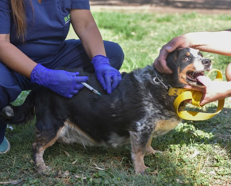 Refuerzo de vacunación antirrábica para perros y gatos