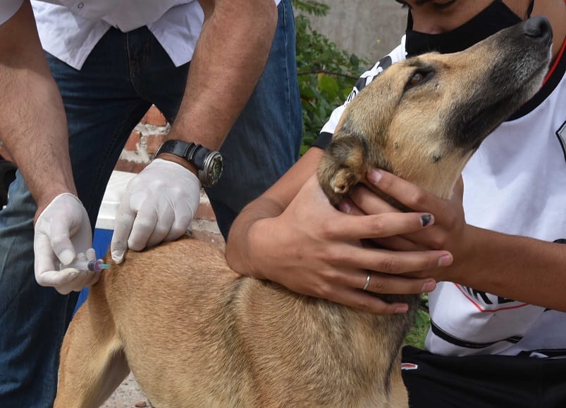 Vacunación antirrábica de caninos y felinos