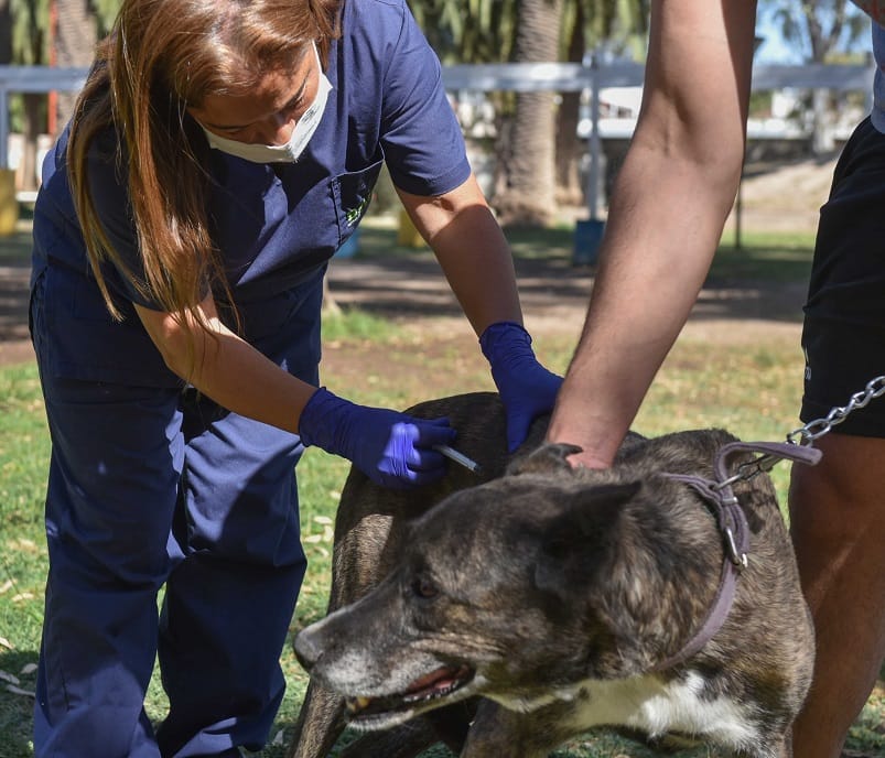 Vacunación antirrábica: ¿Cuáles son los puntos de atención?