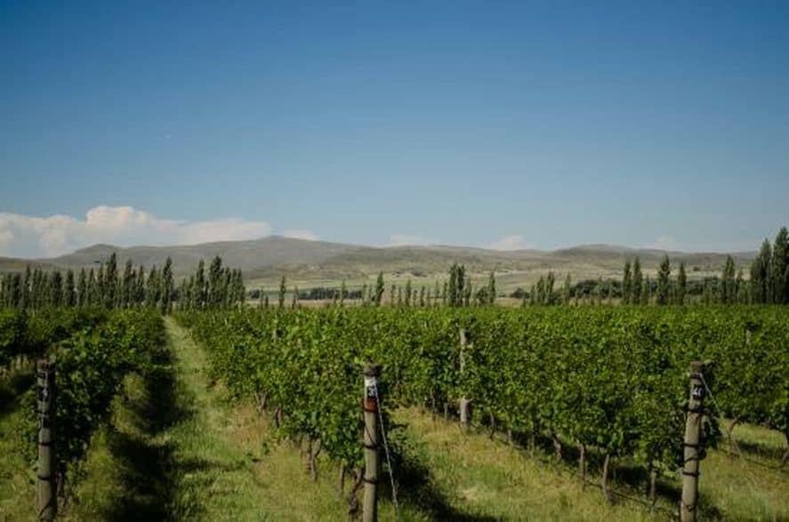 Ruta del Vino en la región: los establecimientos para hacer enoturismo