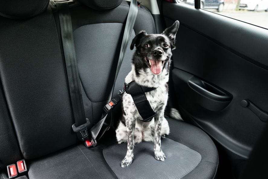 Requisitos para viajar con mascotas en el auto