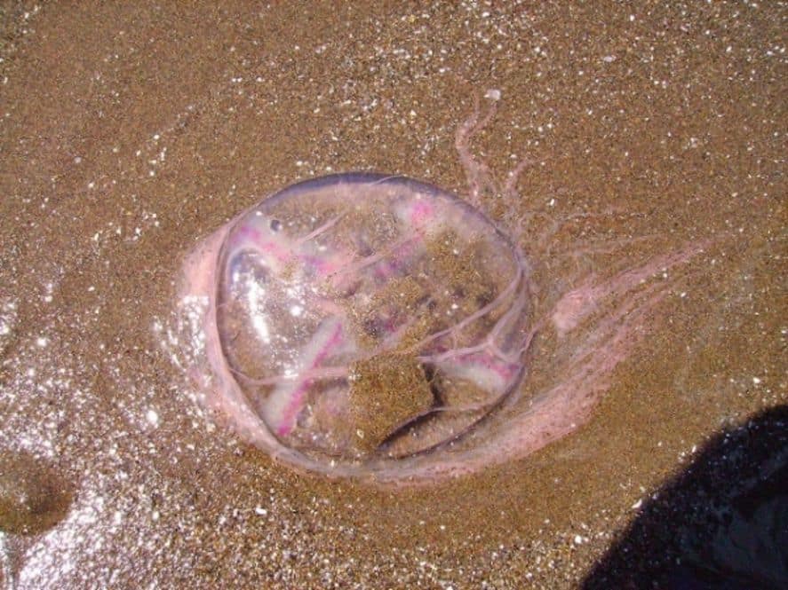 Aguavivas en Monte Hermoso: ¿qué hacer si te pican?