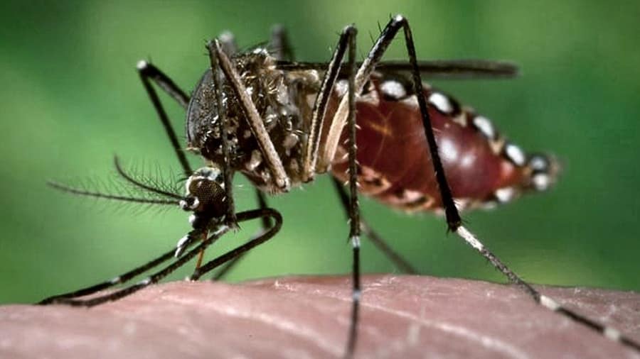 Con casi cuatro mil casos de dengue durante el año, prevén un aumento en 2022