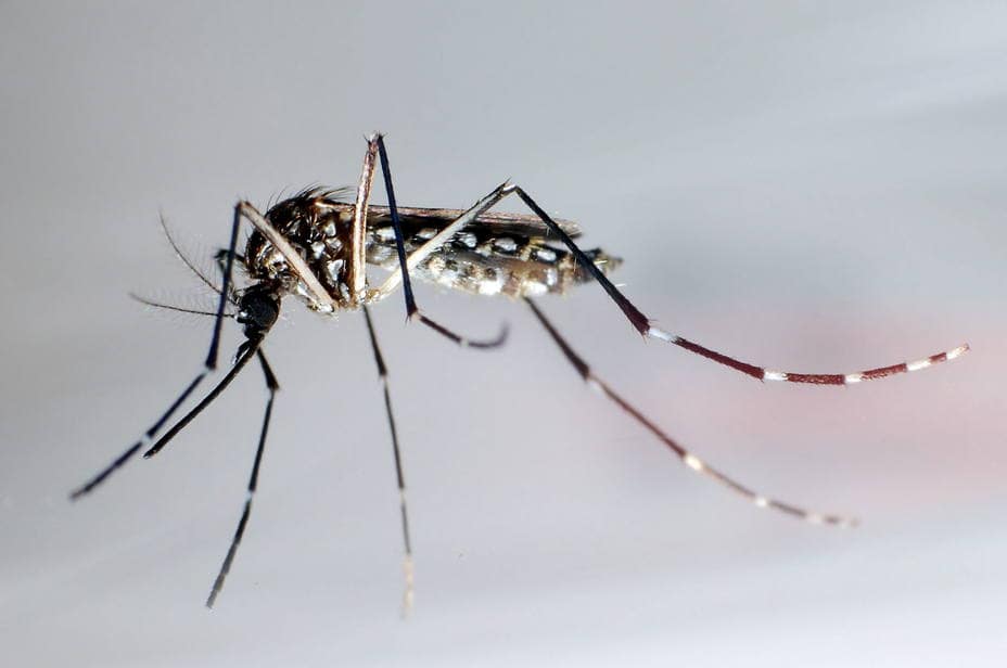La Secretaría de Salud y la Subsecretaría de Gestión Ambiental continúan con las tareas de prevención del Dengue