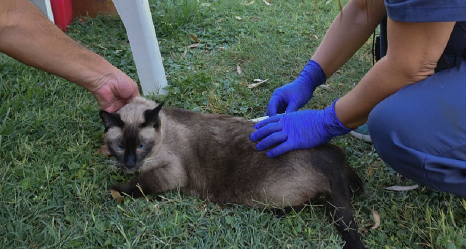 Vacunación antirrábica para animales