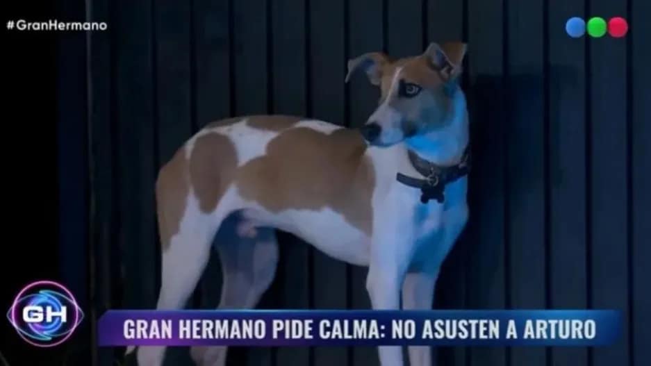 Entró “Arturo” a Gran Hermano, el perro rescatado