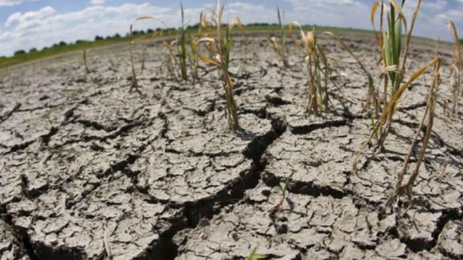 Siete millones de hectáreas están afectadas por la sequía